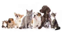 Quelles sont les sanctions en cas d'abandon d'animaux ?